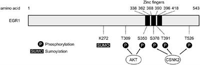 The Role of Early Growth Response 1 (EGR1) in Brain Plasticity and Neuropsychiatric Disorders